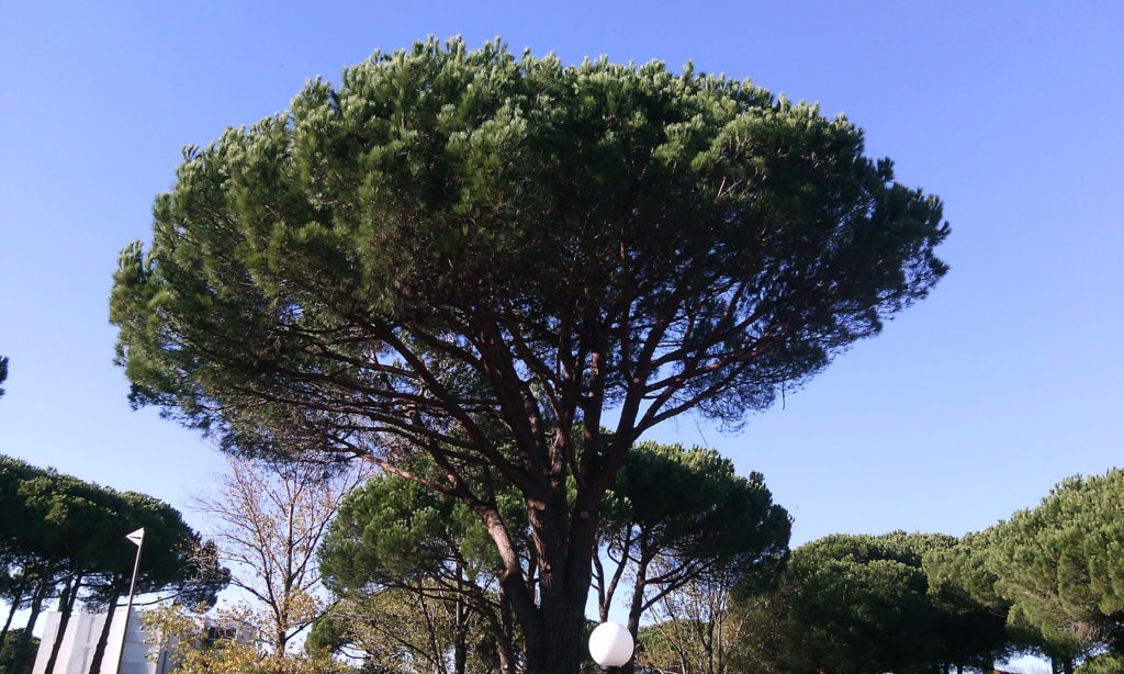 Arbre Pin après élagage